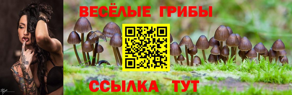 Галлюциногенные грибы Psilocybine cubensis Тула